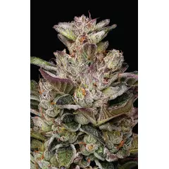 Donutz, Фасовка: 3